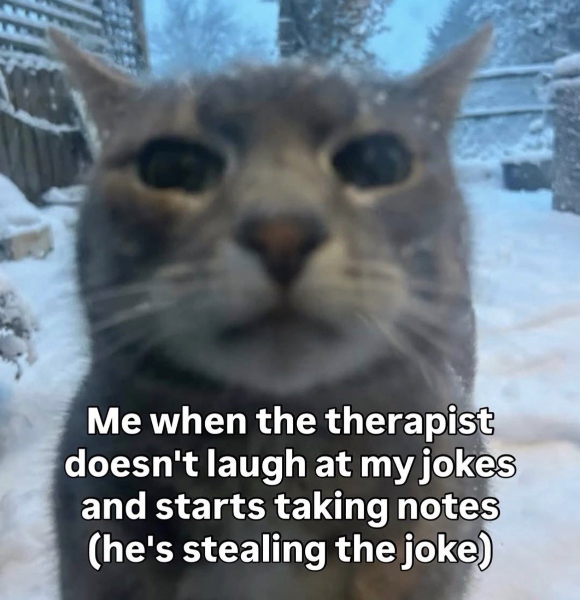 literallymecats's tweet image. 