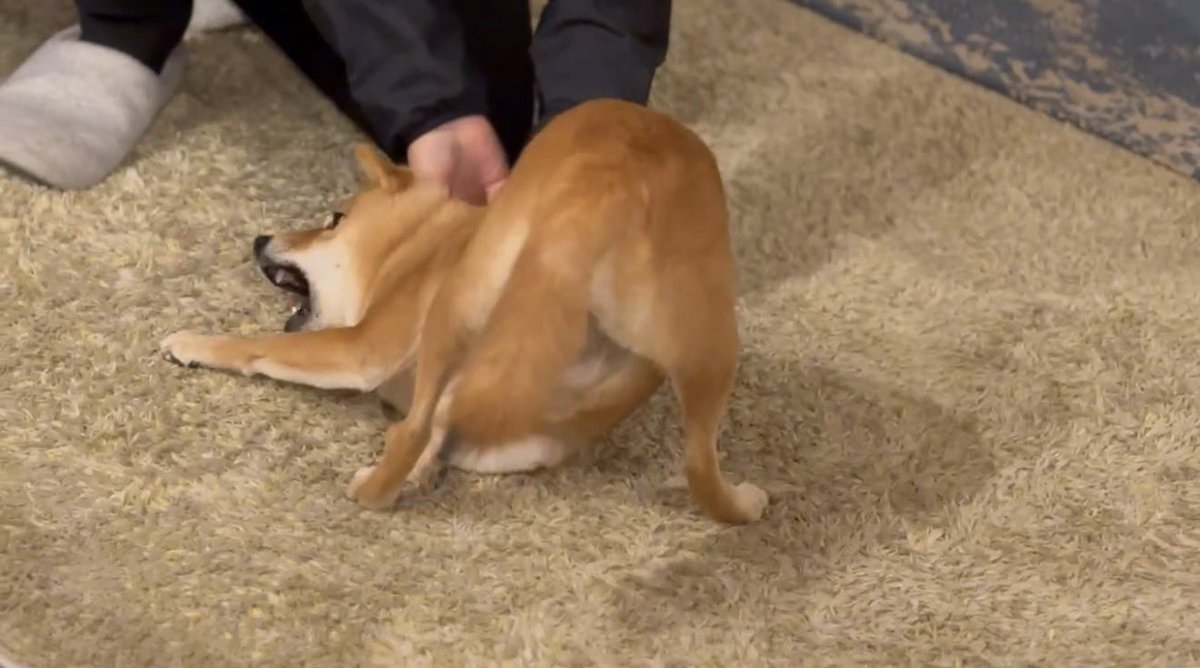 sasabunex's tweet photo. ヨガのポーズ？😂

#豆柴  #柴犬　#豆柴たんぽぽ 
#shibainu #mameshibatanpopo https://t.co/0U12Smea2h