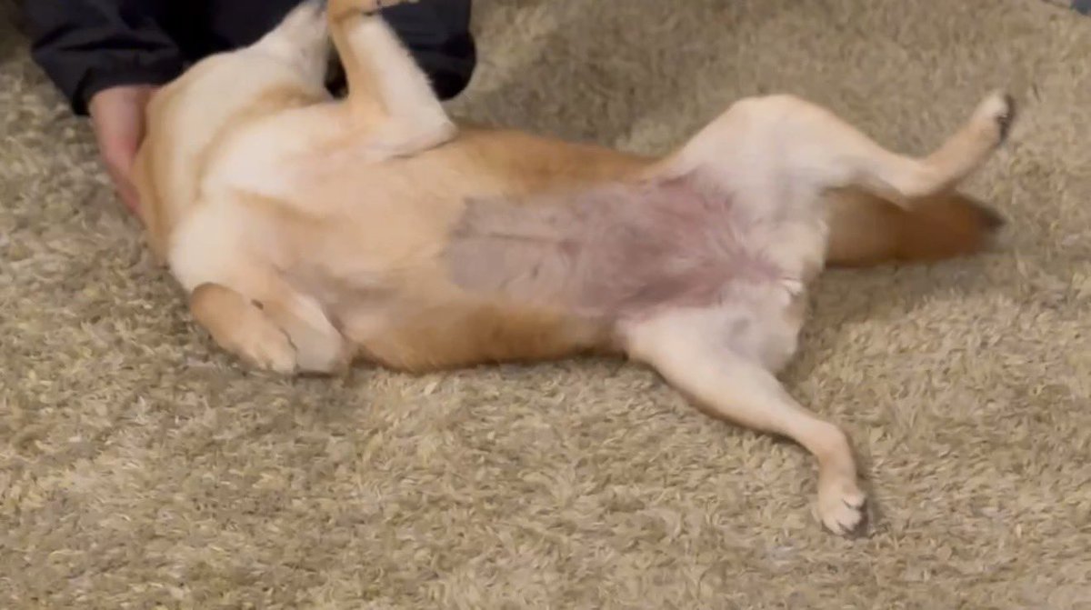 sasabunex's tweet photo. んまぁ🫣

#豆柴  #柴犬　#豆柴たんぽぽ 
#shibainu #mameshibatanpopo https://t.co/UNbF42WjIH