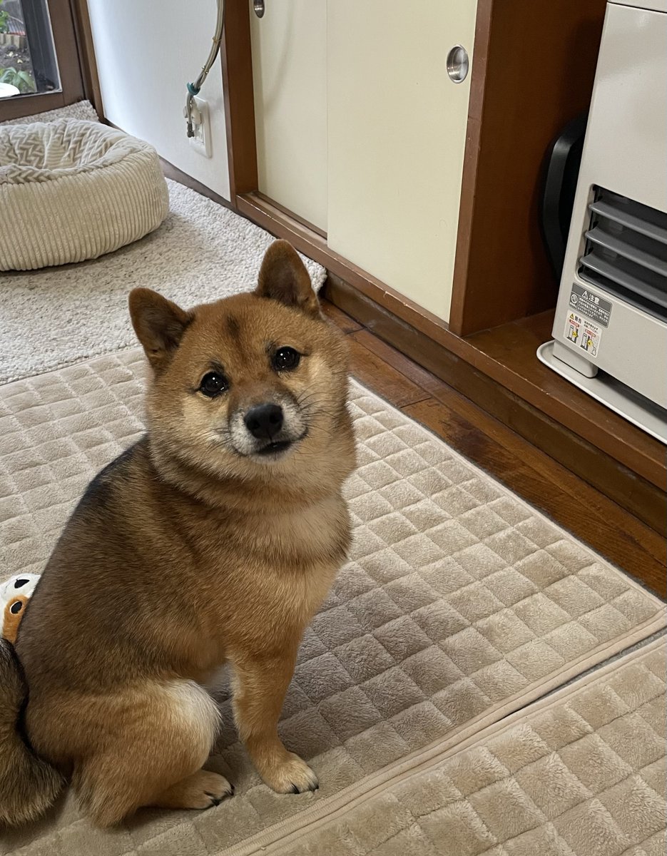 豆柴🎾九十 (@rojiko7) / Posts / X