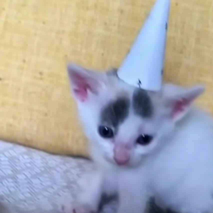 PunchingCat's tweet image. 