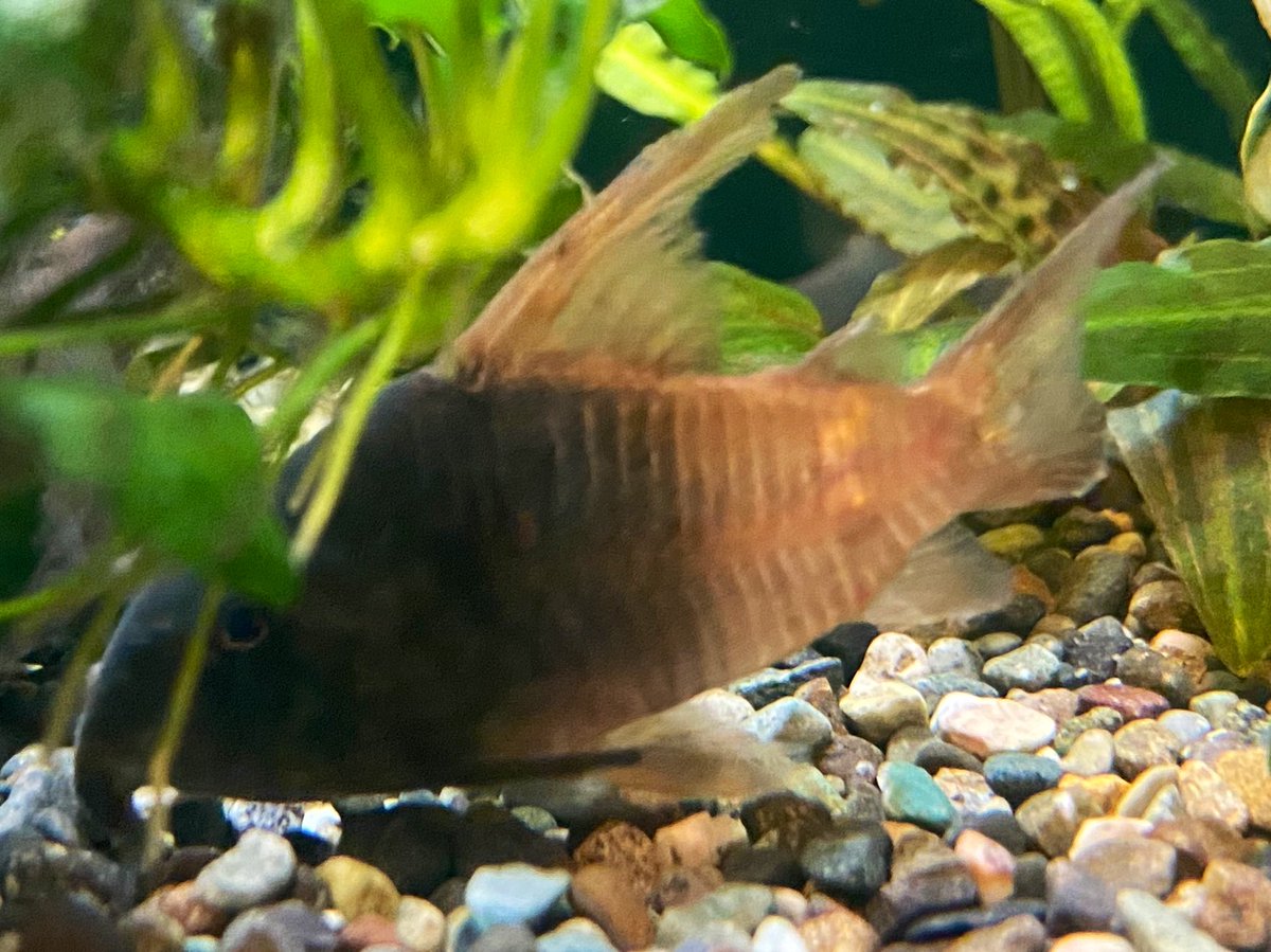 スピッツ tweet media