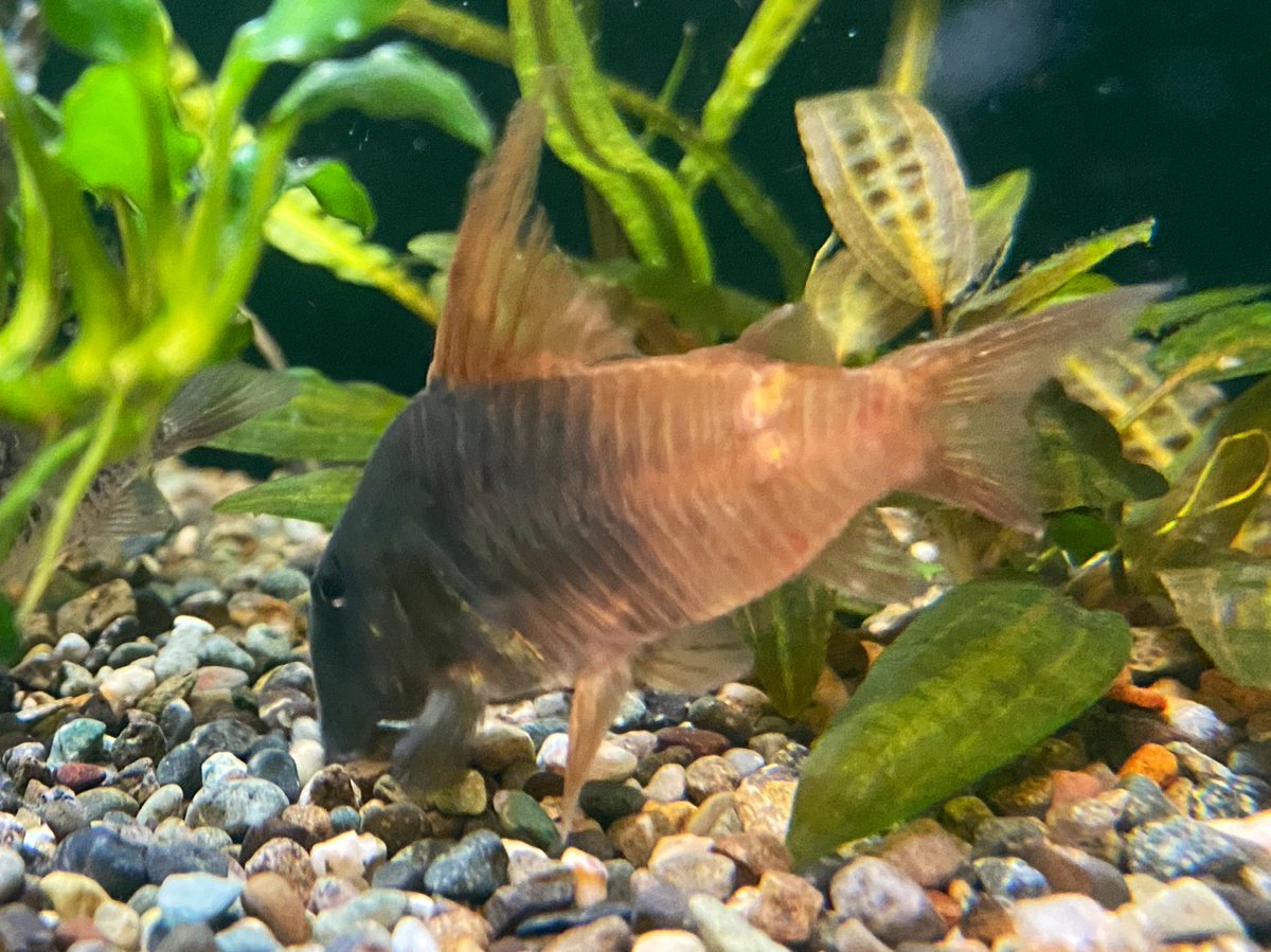 スピッツ tweet media