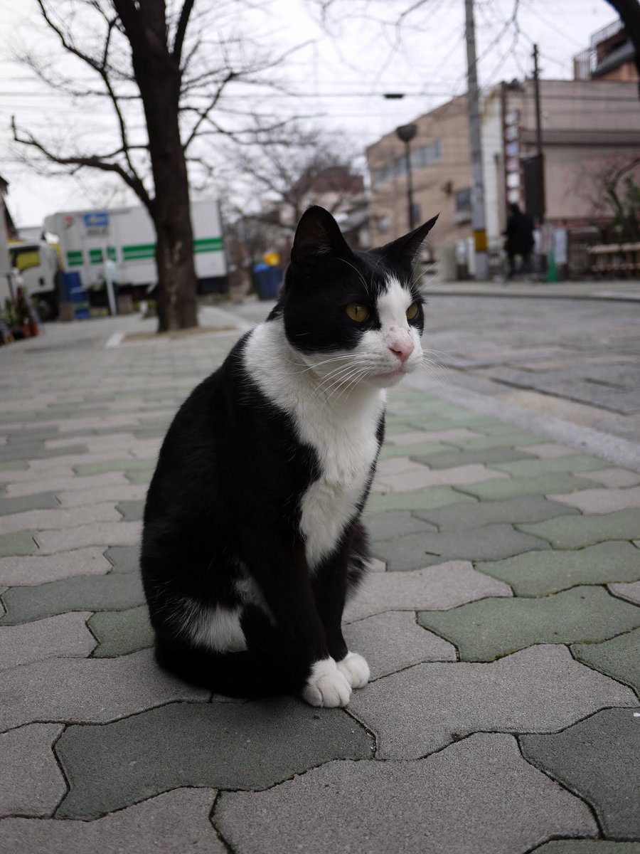 ネコトロジー（猫と路地）傑作選 前半は路地と言うにはちょっと広