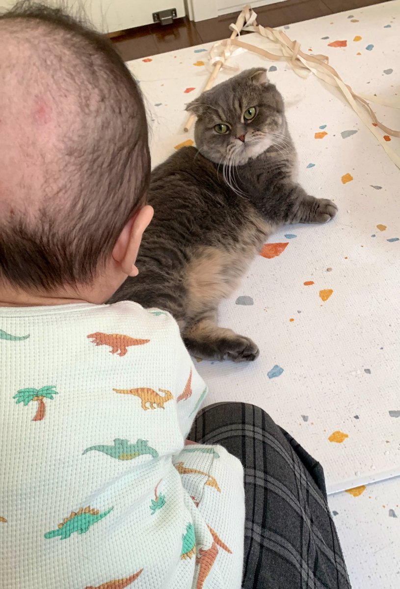 たこやきさん　専用ページ⭐︎ たこやき (@takopi_cat) / Posts / X