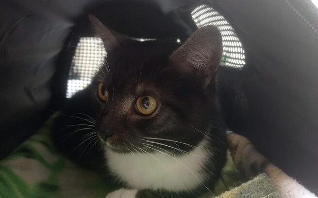 3 godziny do końca zbiórki. Brakuje jeszcze środków, a Liv wciąż walczy. 

Jedna wpłata, jedno udostępnienie może zrobić ogromną różnicę. Nie pozwólmy, by zabrakło czasu.

ratujemyzwierzaki.pl/livka