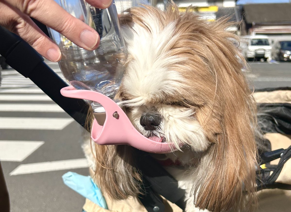 ポコちゃん ぽぽろんちゃん ぽぽろん | 邪神ちゃんドロップキックX DROPKICK