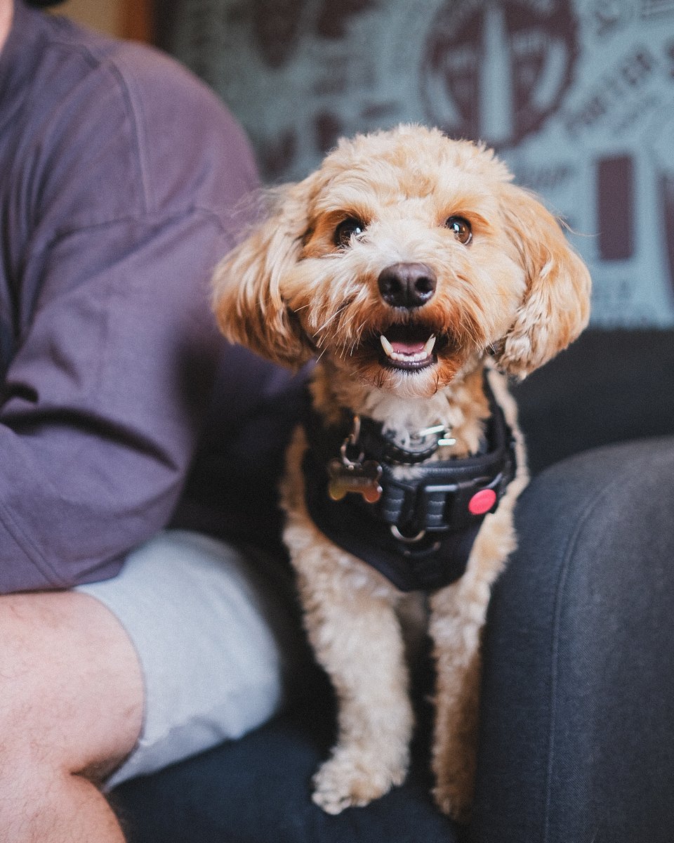 ...and comfy seating. The beer list was wide and varied, and we went with their Purple Bliss sour with raspberry, blackberry and vanilla, and Chrysalis NEIPA. Barrington enjoyed his time, too.

📷: <a href="/lxhcreative/">LiquidxHappiness 🍷</a>