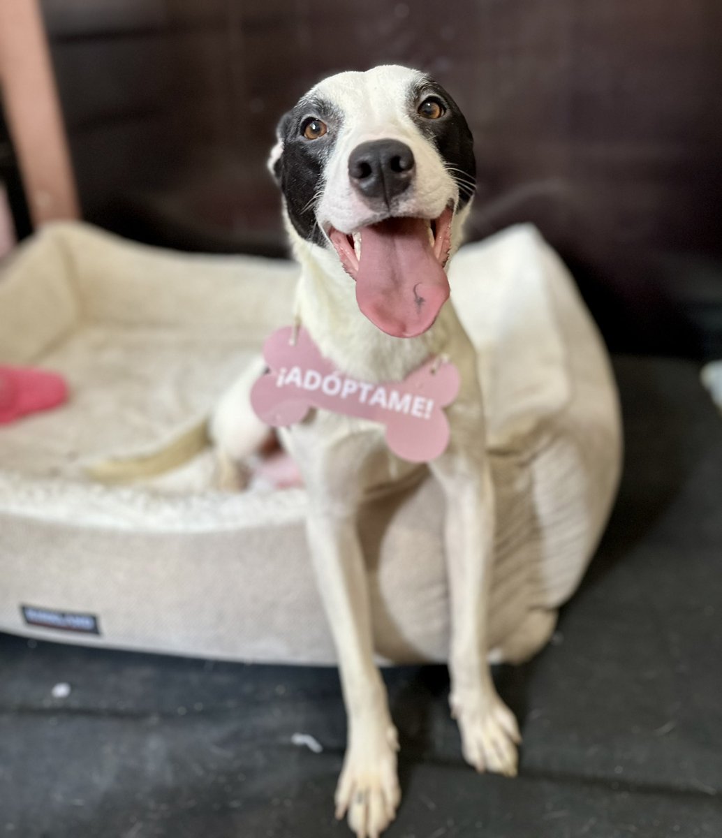 Huellitas Limoneros tweet media