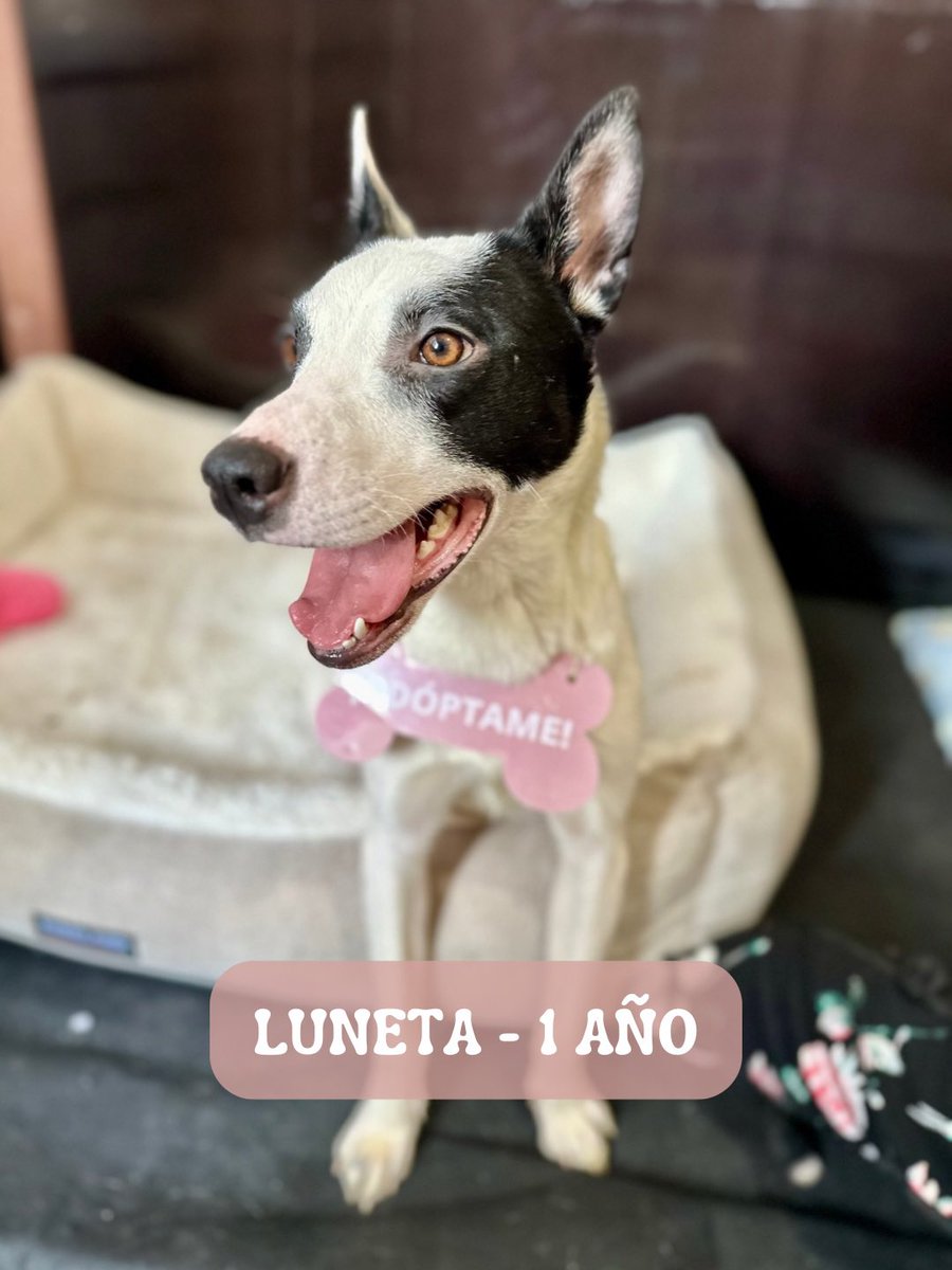 Huellitas Limoneros tweet media