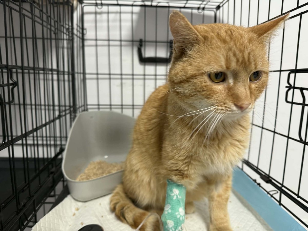 Skrzypek nie jest „tylko kotem”. To istota, która pierwszy raz w życiu ma ciepło, spokój i bezpieczeństwo. Bez pieniędzy na leczenie FIP straci to wszystko. 

Prosimy — wpłać i udostępnij.
ratujemyzwierzaki.pl/skrzypek