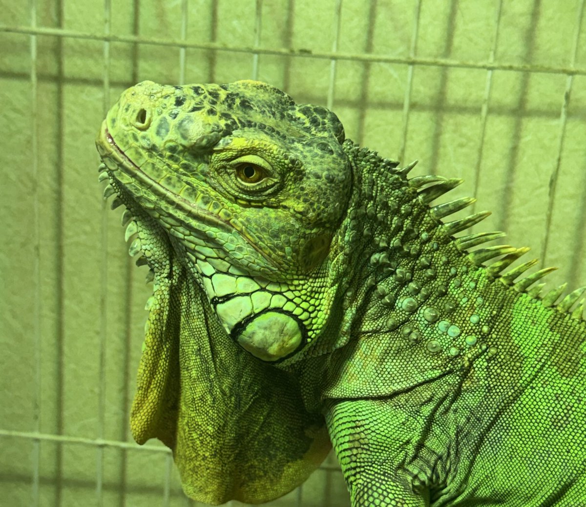 Yu ゆう🍥 tweet media