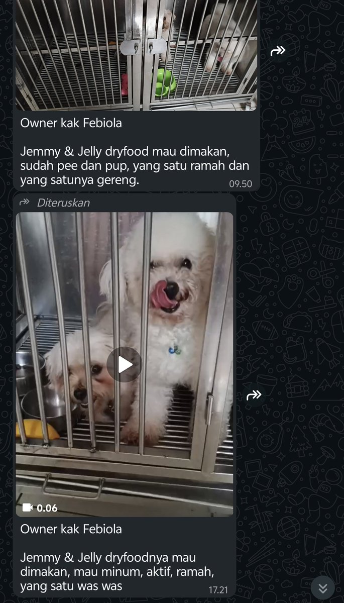 setiap pagi dapet laporan dari pet hotel jelly dan jemmy kayak gini. Doggy gereng dan was was tuh mksdnya gimana sih?? 😭😭😭
