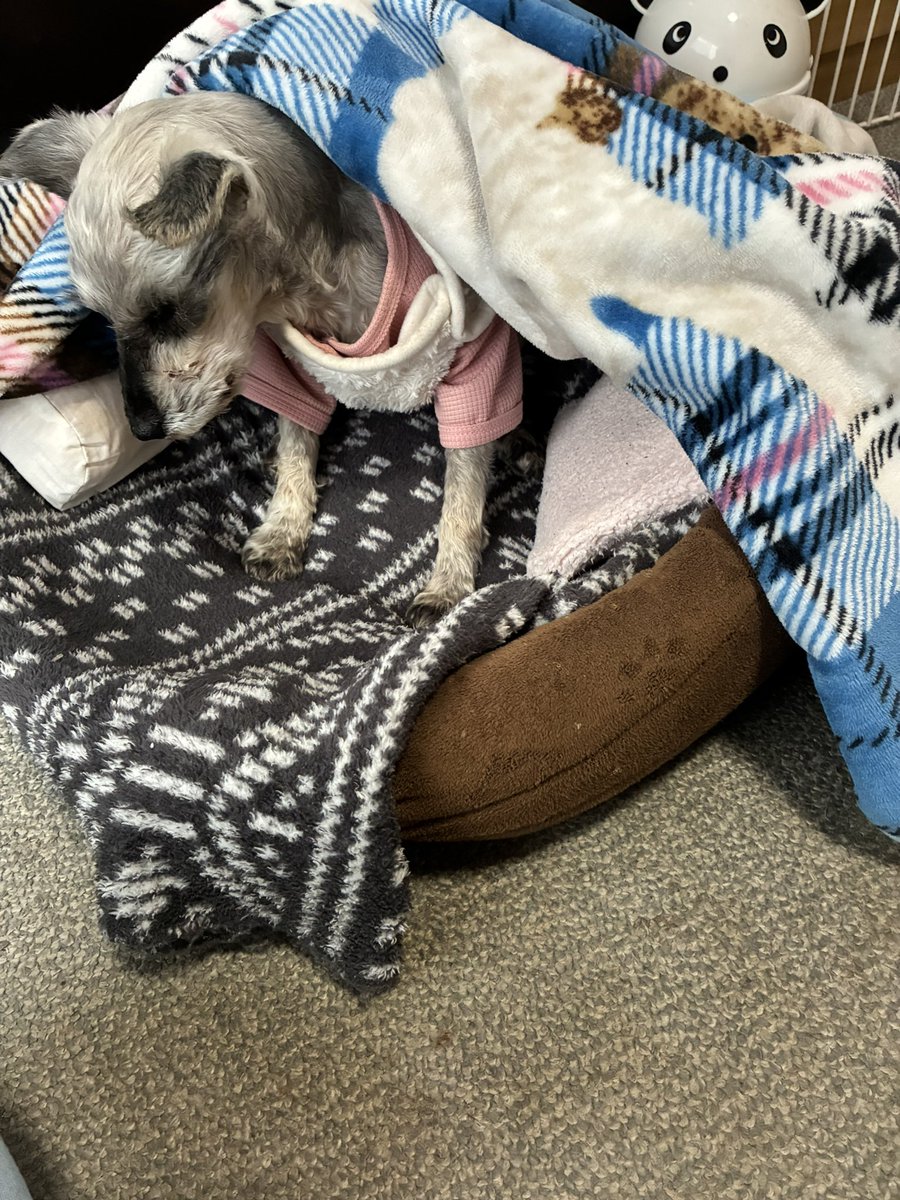 湯たんぽ用意している間にスヤァ… かと思ったら覚醒！
寒くてお散歩にも出られませんよ。勉強する間、しばしお昼寝しましょ、うーさん。