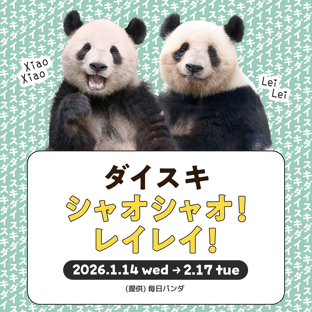 【お知らせ📢】
1/14(水)→2/17(火)の期間、「ダイスキ シャオシャオ！レイレイ！」を開催‼️🐼🐼

かわいいメインビジュアルをチラ見せ🫣
期間限定装飾やノベルティーなど、さまざまな企画を実施します！

詳細はHPにて1/13(火)公開予定です💁‍♀️

お楽しみに！💚💛
#ダイスキシャオシャオレイレイ