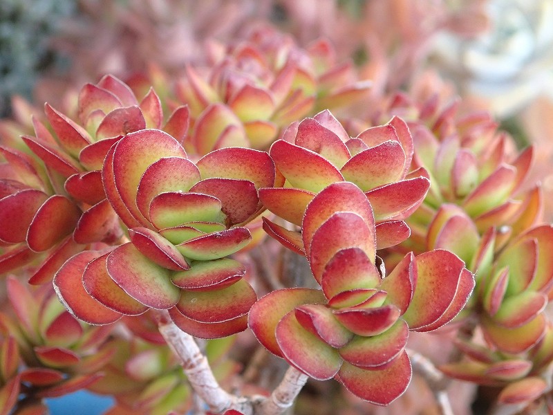 多肉植物 赤い子♡ラスト！ 多肉植物 赤い子♡ 今年迎えたキラキラ多肉＆タニラーになったお目覚め多肉