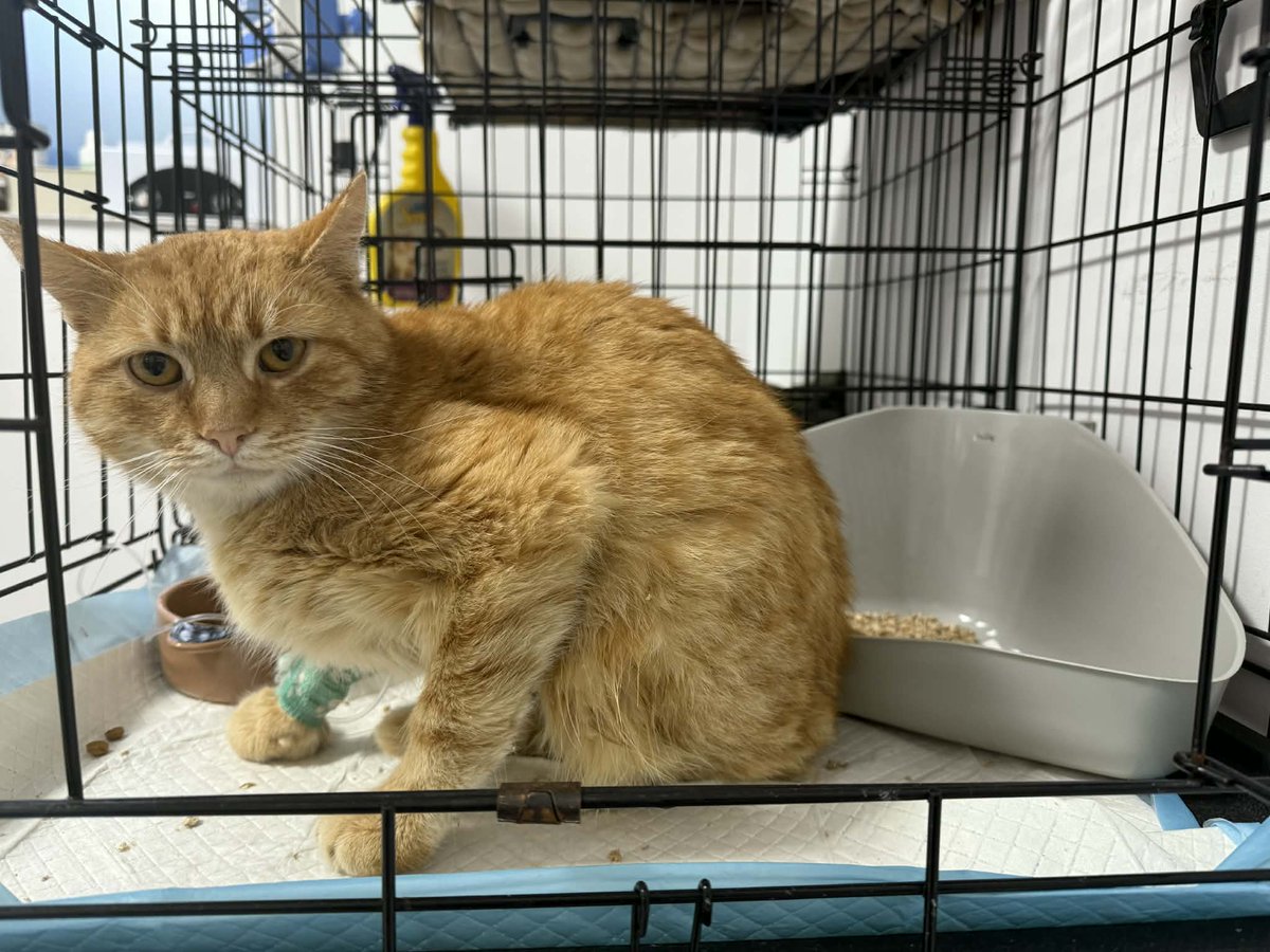 Skrzypek całe życie walczył o przetrwanie. Teraz walczy o zdrowie i przyszłość. Leczenie FIP daje nadzieję, ale bez pieniędzy ta walka się skończy. Prosimy — wpłać lub podaj dalej. 

Każde wsparcie ma znaczenie.
ratujemyzwierzaki.pl/skrzypek