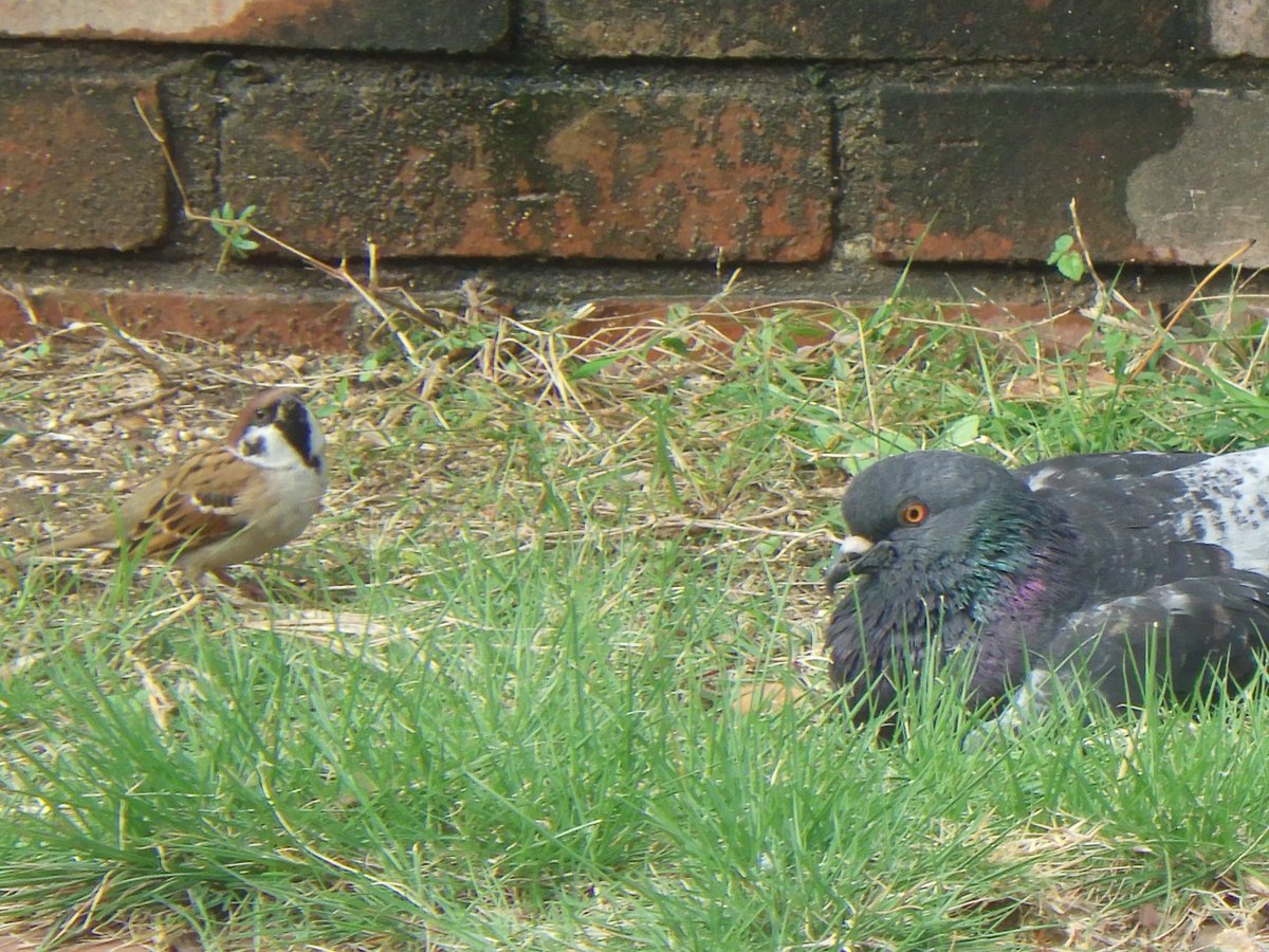 おはようスズメと座っているドバト