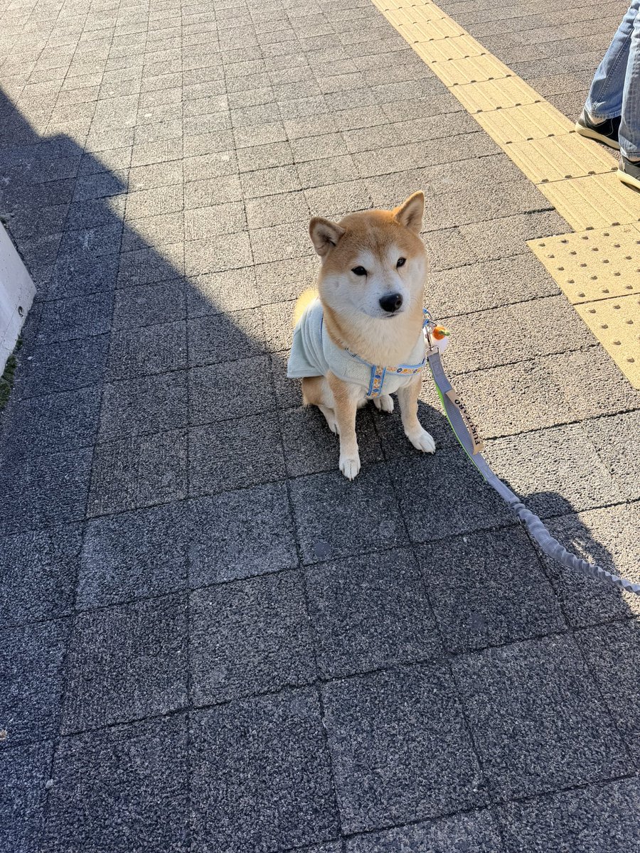 you_ki69's tweet photo. 通院日の癒し

#ふくちゃん
#大岡山駅
#来月も会いたいな
#通院日 https://t.co/wav7GwKrIW