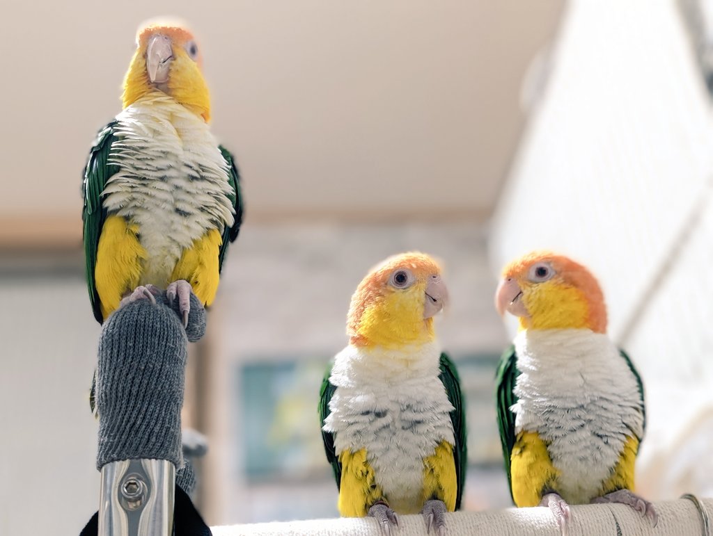 右クリック(2025年度キタアオジタ販売中) (@Migi_c) / Posts / X