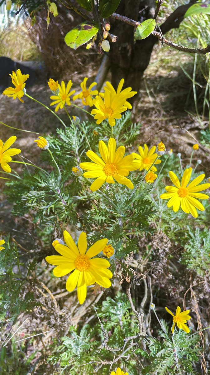 🌲休園中の様子🌲
元気な黄色が目を惹くユリオプスデージー。
季節のお花畑付近で咲いています🌻

#レッドヒルヒーサーの森