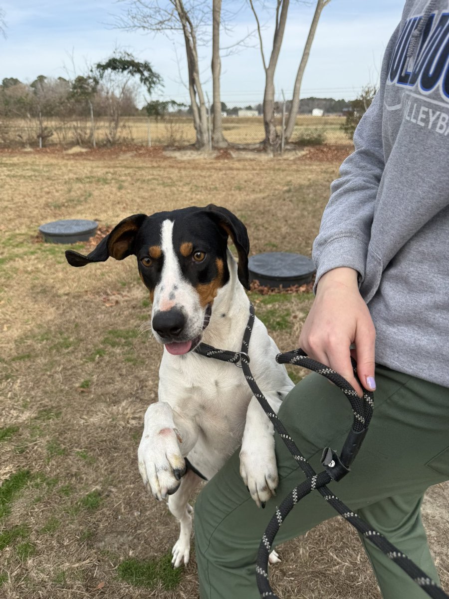 LolaPatolla's tweet image. Handsome Tracker needs a forever home!
Tracker is about 1.5 years old, weighs 50 lbs and is pup &amp;amp; people friendly!
His adoption fee is half sponsored &amp;amp; nationwide transport is available!
rescuecoop.org/services