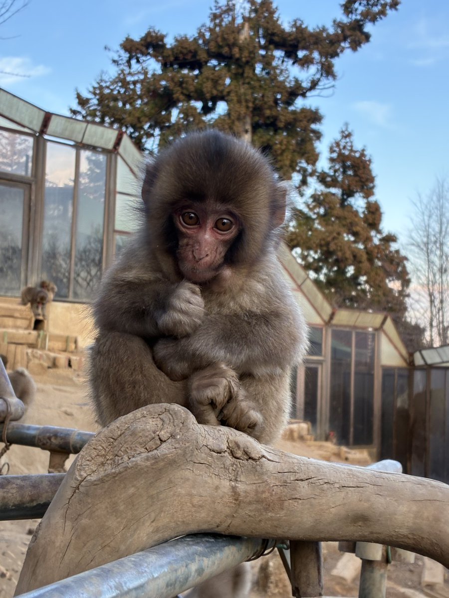 高尾山さる園・野草園【公式】 (@Takaosan_Saruen) / Posts / X