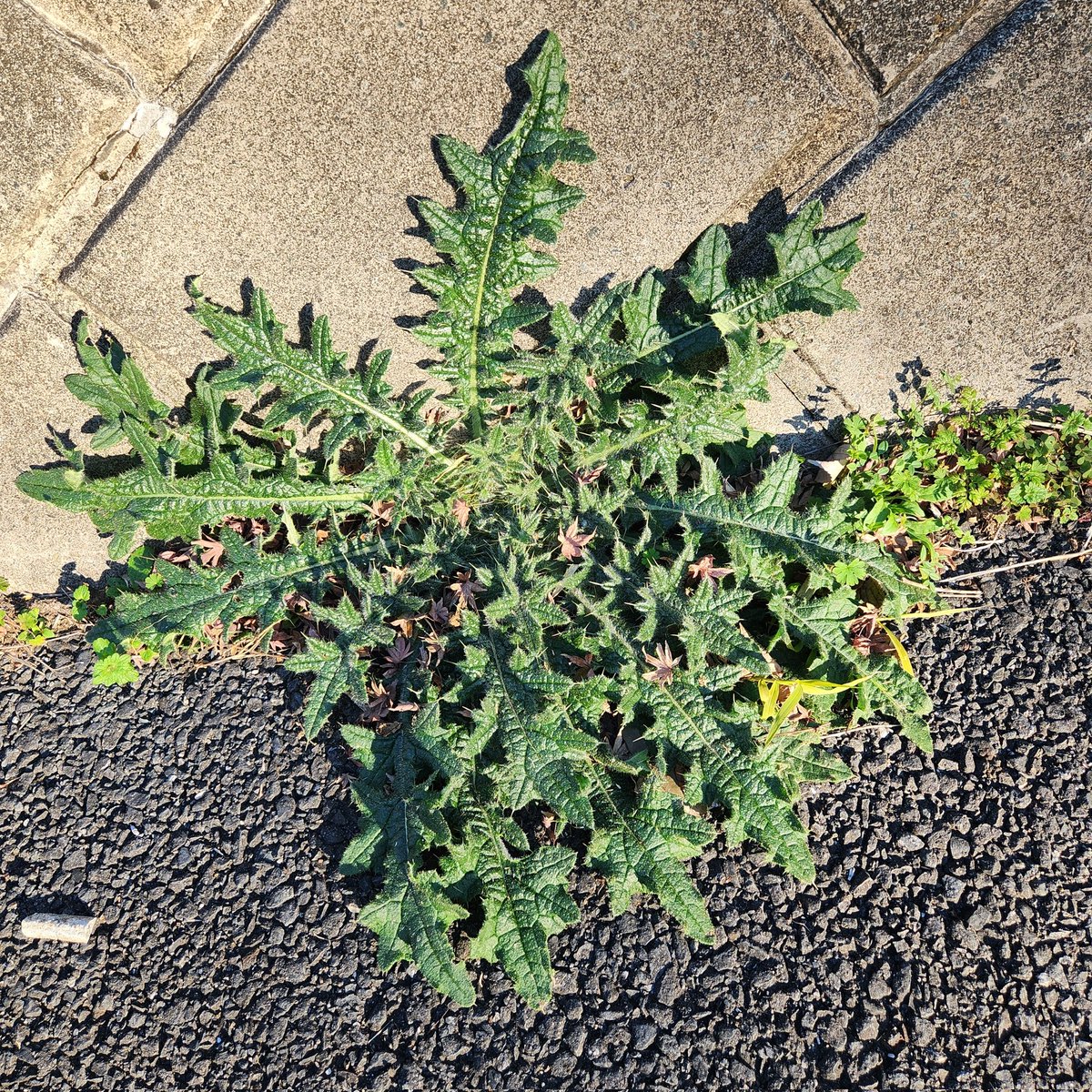 しまこ tweet media