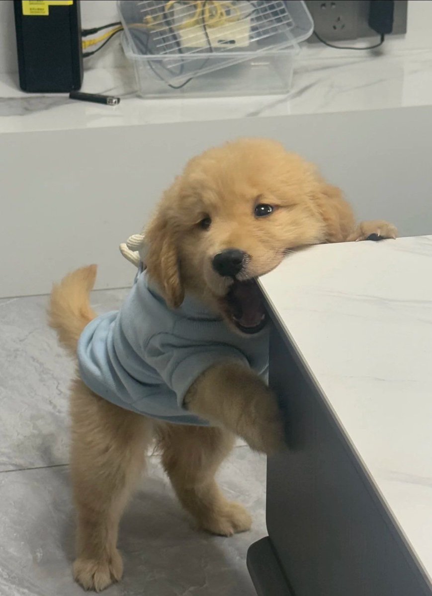 💖 (@twaniimals) on Twitter photo 