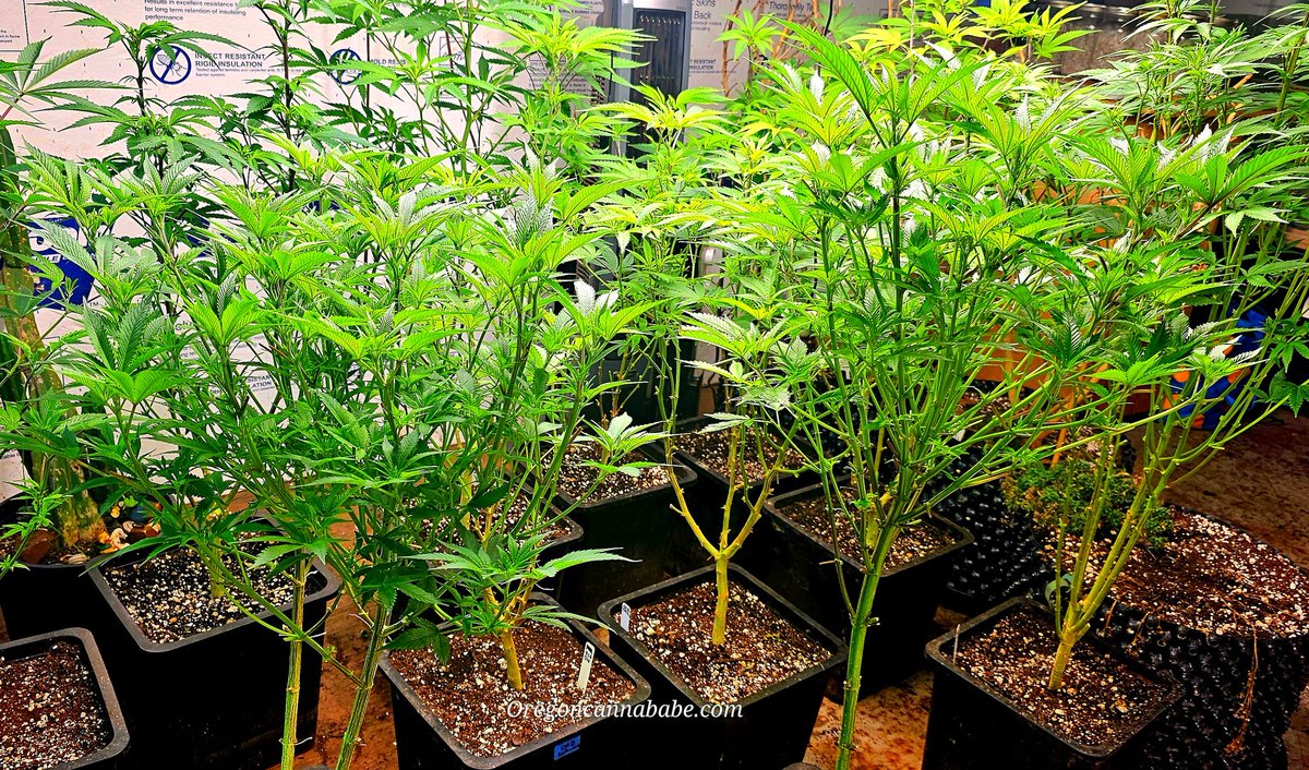 Oregoncannababeofficial tweet media