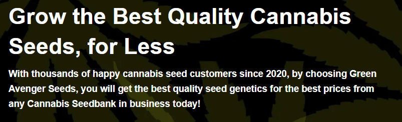 TadDickson333's tweet photo. @MarijuanaSeeds
Received mine and they just popped. #GreenAvenger #Best_Selection. #FastShip #Canada #USA #420 #Shipsworldwide #BestBuds #Marijuana_Works. Cannabis Seeds - Green Avenger Seeds https://t.co/ylHWK3YXhf