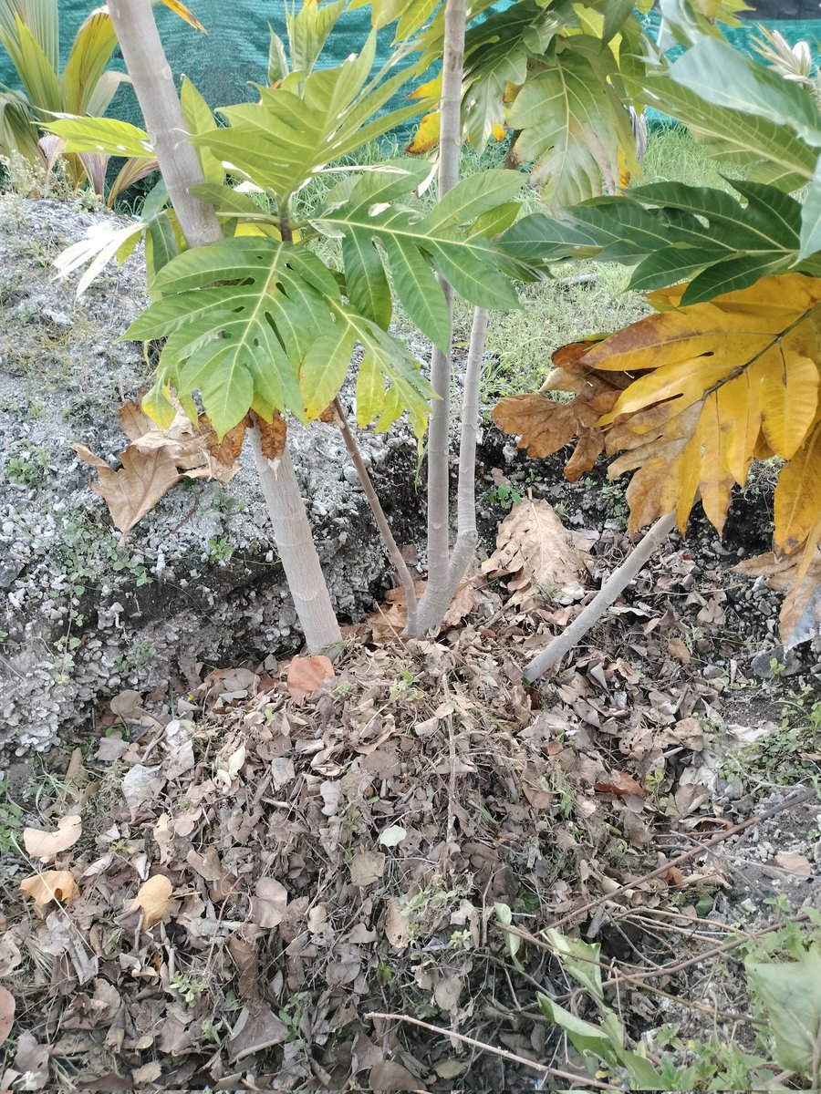 The only fertilizer we use for these breadfruit trees is fallen leaves, and we do not use any artificial fertilizer. #Veshisaafu #FoodSecurity #BreadfruitConservation