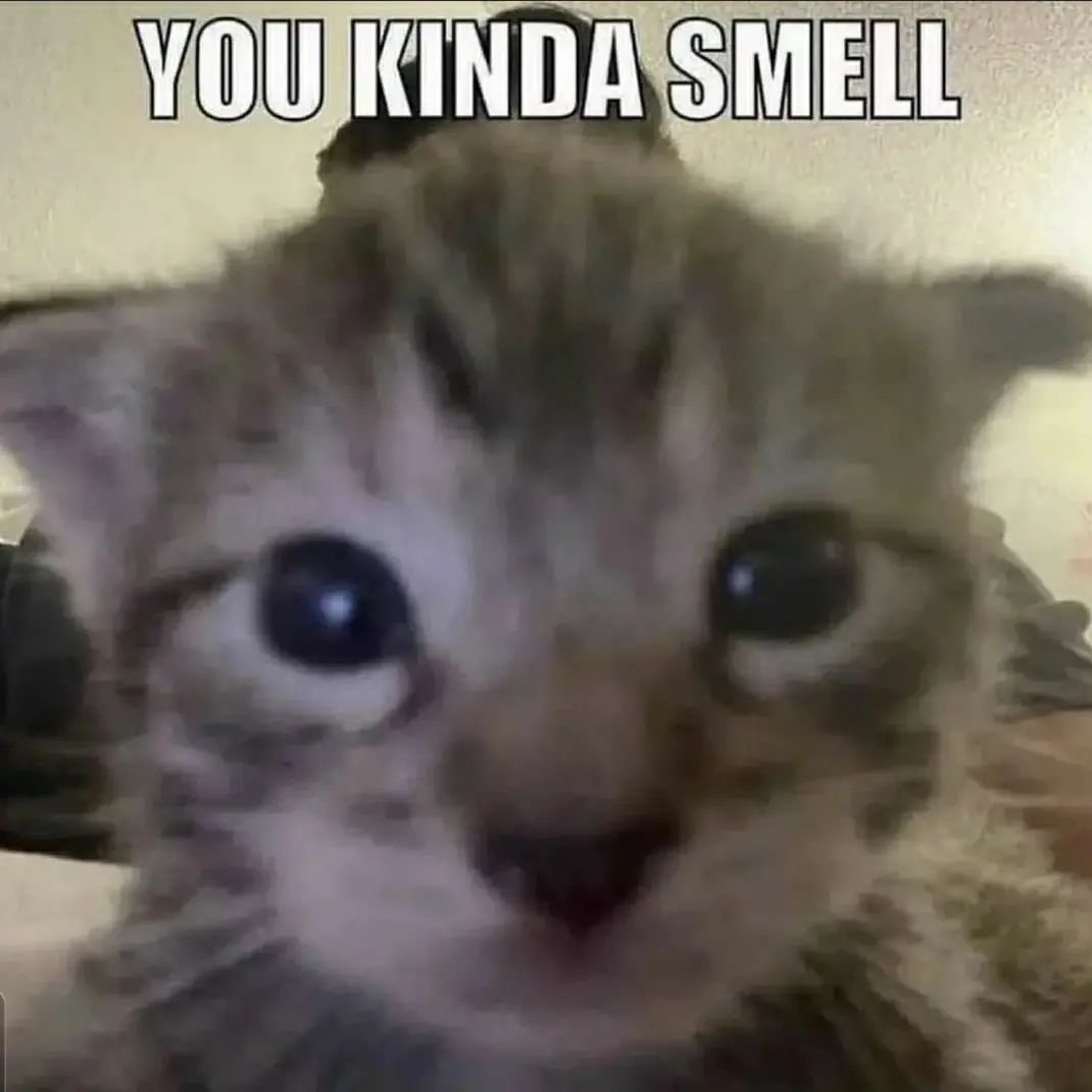 PunchingCat's tweet image. 