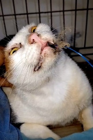 soidogthailand's tweet image. เร่งช่วยชีวิตน้องแมวจรกลืนสายเบ็ดตกปลา‼️เคสด่วนนี้ทีมงานของเราเร่งเดินทางไปช่วยเหลือ “น้องวัน” แมวจรเพศเมียอายุ 6 ปี หลังจากได้รับการติดต่อจากพลเมืองดีที่ผ่านไปพบน้องขณะกำลังดิ้นทุรนทุราย มีสายเบ็ดคาอยู่ที่ปาก คาดว่ากลืนสายเบ็ดลงไปในท้อง จำเป็นต้องได้รับการช่วยเหลือโดยด่วน