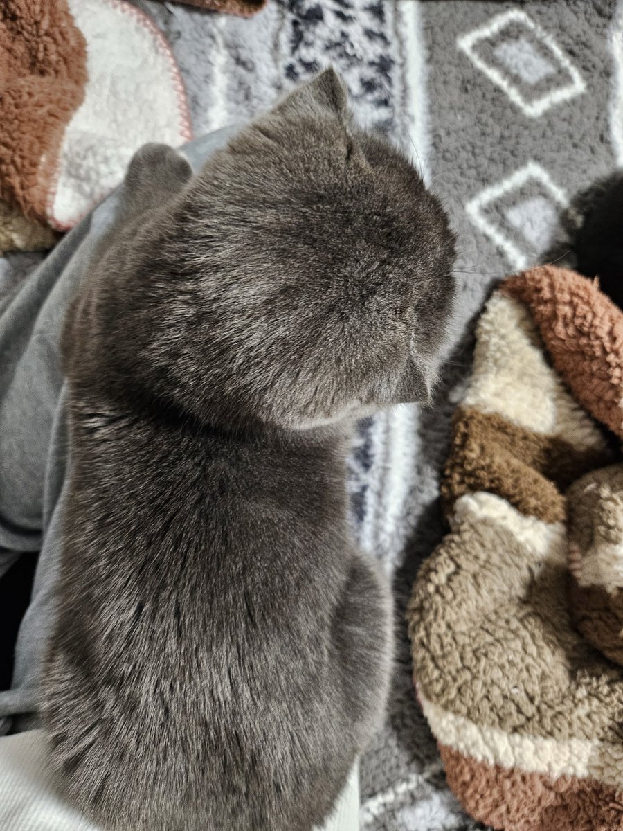 𐙚𝐅𝐞𝐲𝐅𝐞𝐲ྀི🦭⛓️ tweet media