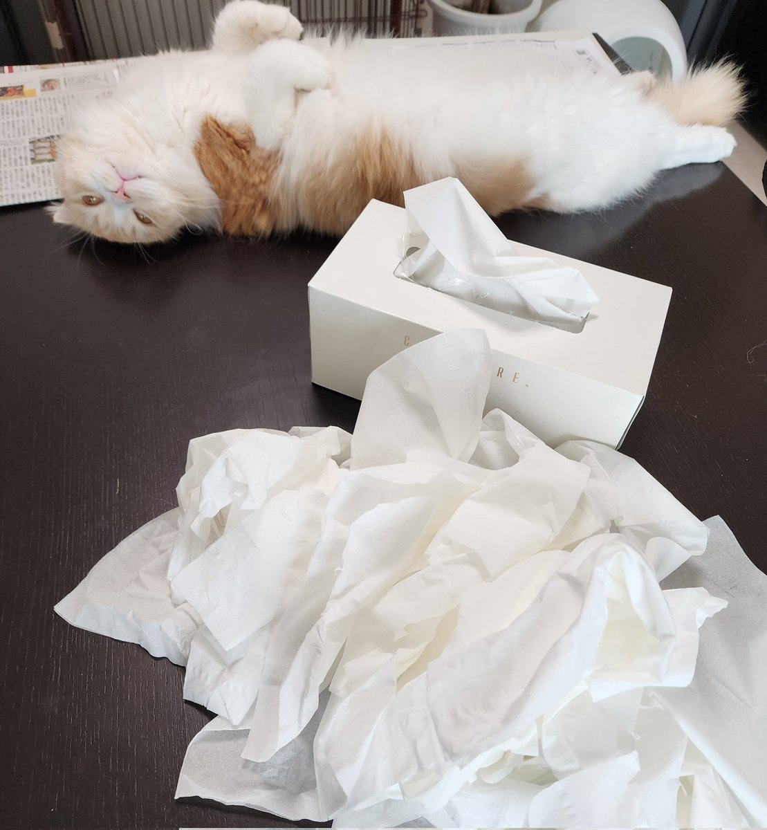 mallin_k's tweet photo. 仕事はじめ🐱
享楽の跡・・ご満悦😂 https://t.co/KVvr34bulC