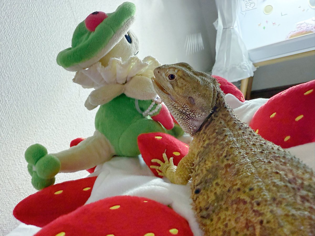 breloomkinoko's tweet photo. トカゲ使いのキノガッサ🦎🍄 https://t.co/Nm6UWm9Oq4