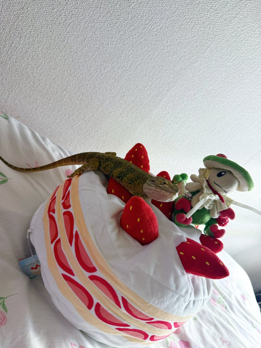 breloomkinoko's tweet photo. トカゲ使いのキノガッサ🦎🍄 https://t.co/Nm6UWm9Oq4
