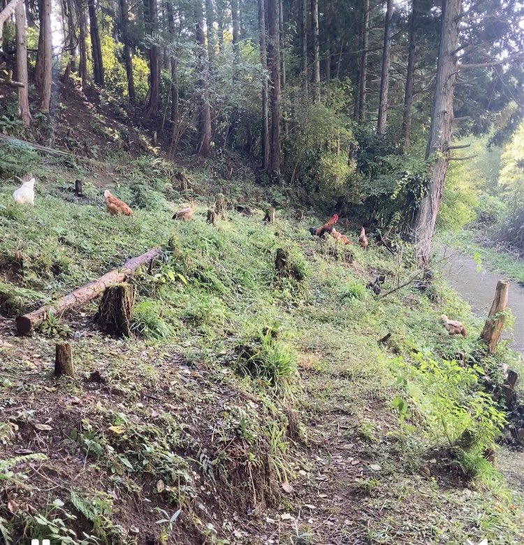 ltd_tocoto's tweet photo. 自然と共に　本物を静かに差し出す人で在りたい…
#水越峠　#放し飼い　#マッチョたまご https://t.co/UQS1lhqF0l