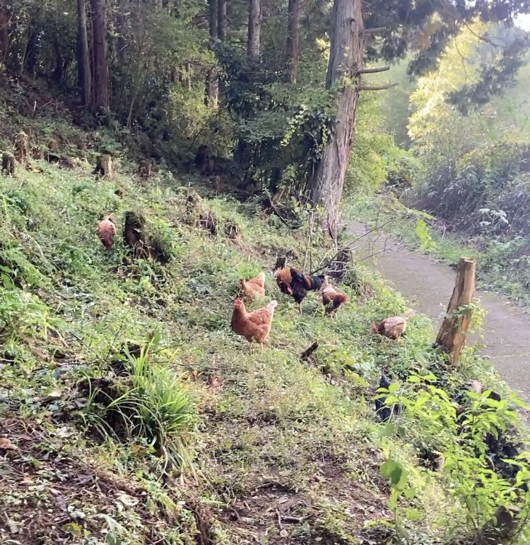ltd_tocoto's tweet photo. 自然と共に　本物を静かに差し出す人で在りたい…
#水越峠　#放し飼い　#マッチョたまご https://t.co/UQS1lhqF0l