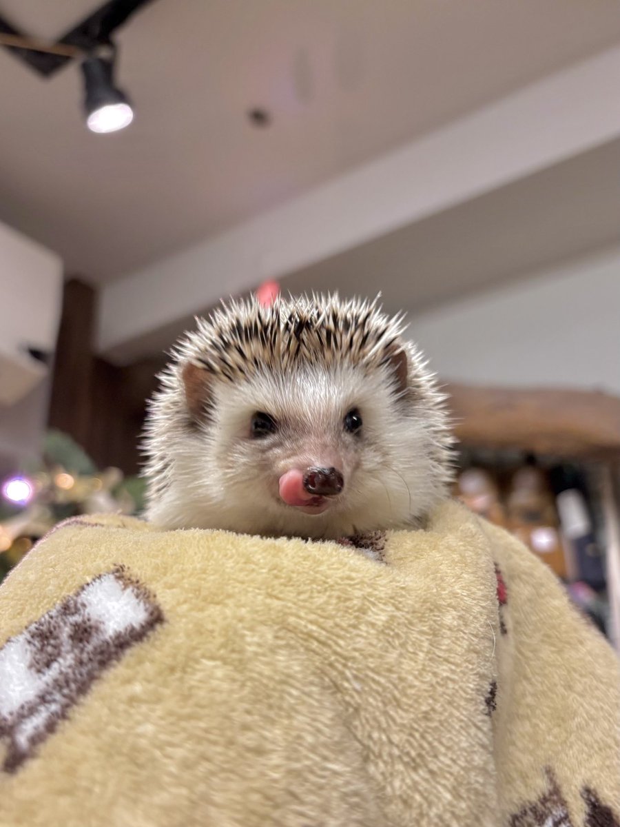 パピコちゃん パピコちゃん初めはおやつのミルワームに興味なしでしたが食べられる