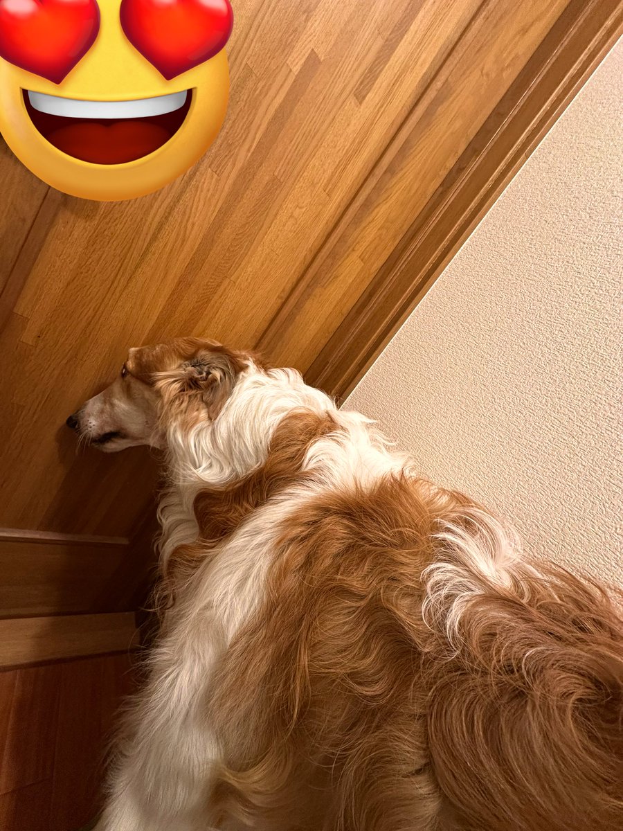Narrowpeakpoint's tweet photo. 私がトイレに入ると、トイレにまで一緒に入ってきますww
#borzoitwt #borzoi
#russianwolfhound
#hunterdog #huntingdog
#ボルゾイ #ロシアンウルフハウンド
#超大型犬 #超大型犬のいる暮らし #狩猟犬 #オオカミ狩り https://t.co/UgZV1GSEau
