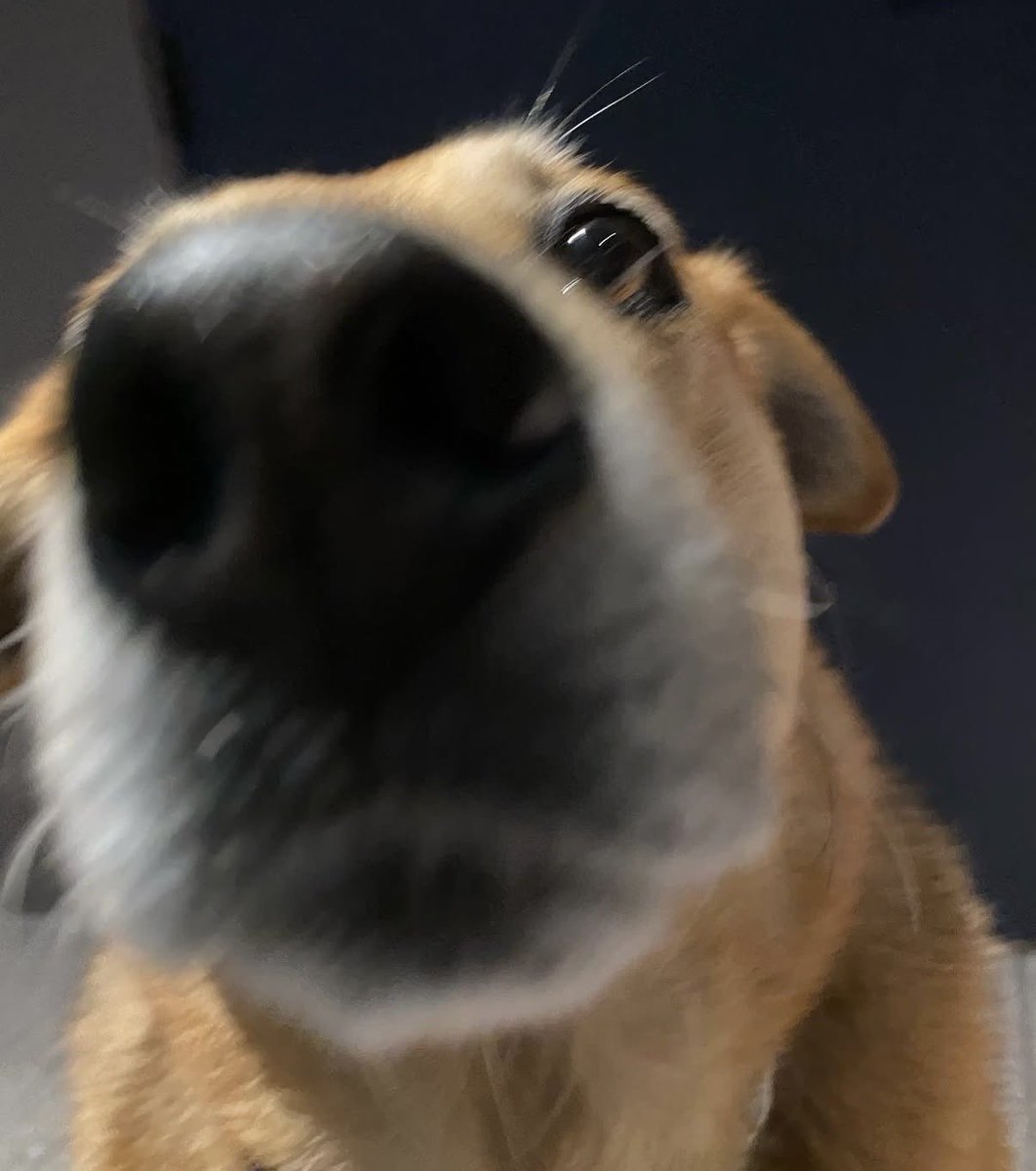 Hey <a href="/ZachWitkoff/">Zach Witkoff</a> just to confirm.

It’s USD1 SZN correct

$ANDIE says yes