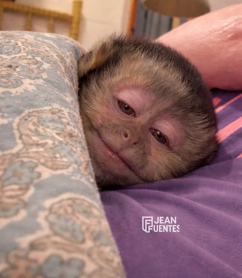 Javisness's tweet image. Mis propósitos para este año: " Empezar a hacer ejercicio"

Yo el 1,2,3,4,5,6,7 de enero