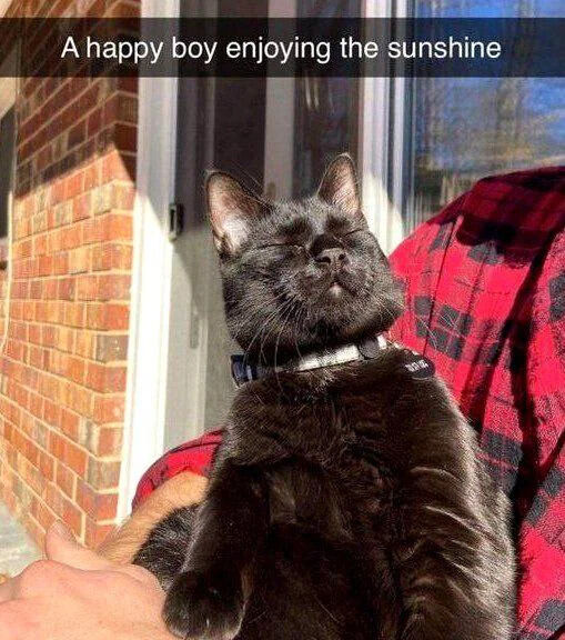 WholesomeMeme's tweet image. 