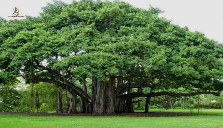 इसी सोशल मीडिया से जानकारी मिली थी, #बरगद के पेड़ की पत्तियों को तोड़ने से जो #दूध निकलता है, वह #आंखों के लिए बहुत लाभकारी है। आंखों के असाध्य रोग भी ठीक हो जाते हैं।

मामला आंखों का है तो हिचकिचाहट बहुत थी। फिर गांव में एक किसान की #भैंस की आंखों में घाव हो गया। तड़प रही थी। इस