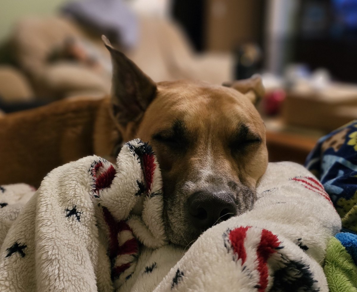 drnik46's tweet image. #DailyRio