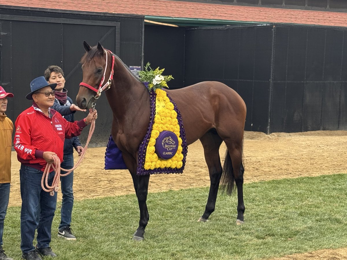 KeibaKate's tweet image. Forever Young earned an unprecedented three JRA awards for his 2025 campaign. He was a shoe in for Best Dirt Horse but he also earned Best Older Horse &amp;amp; in a major surprise he was also named the 2025 JRA Horse of the Year! He hasn’t run in the JRA since his debut race in 2023!