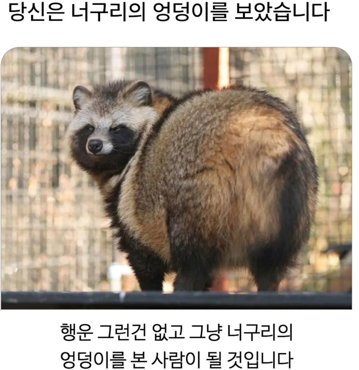 흰 너구리와 여성의 따뜻한 이야기 | TikTok, image size:1167x1200