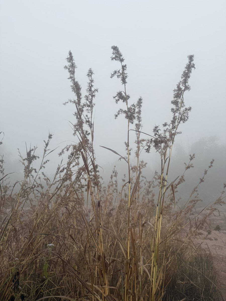 Documentation of grass diversity of Siddheswar, Cuttack, Odisha 

#sacred #grass #wildlife #cuttack <a href="/SDG2030/">SDG2030</a> <a href="/moefcc/">MoEF&CC</a> <a href="/nmpb1/">NMPB MoAyush</a>